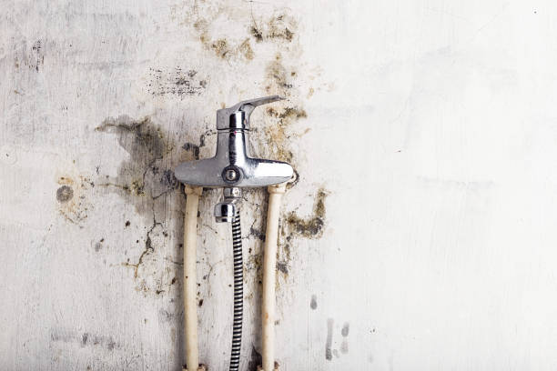 Best Basement Mold Remediation in Matawan, NJ