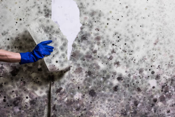 Best Industrial Mold Remediation in Matawan, NJ